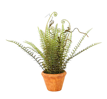 Shop the Potted Wild Fern