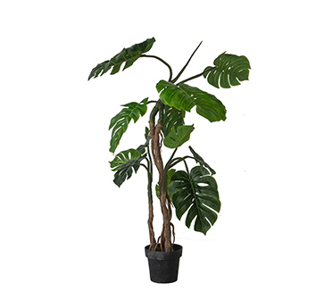 Shop the Potted Monstera Tree