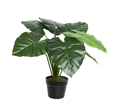 Shop the Potted Taro - Black